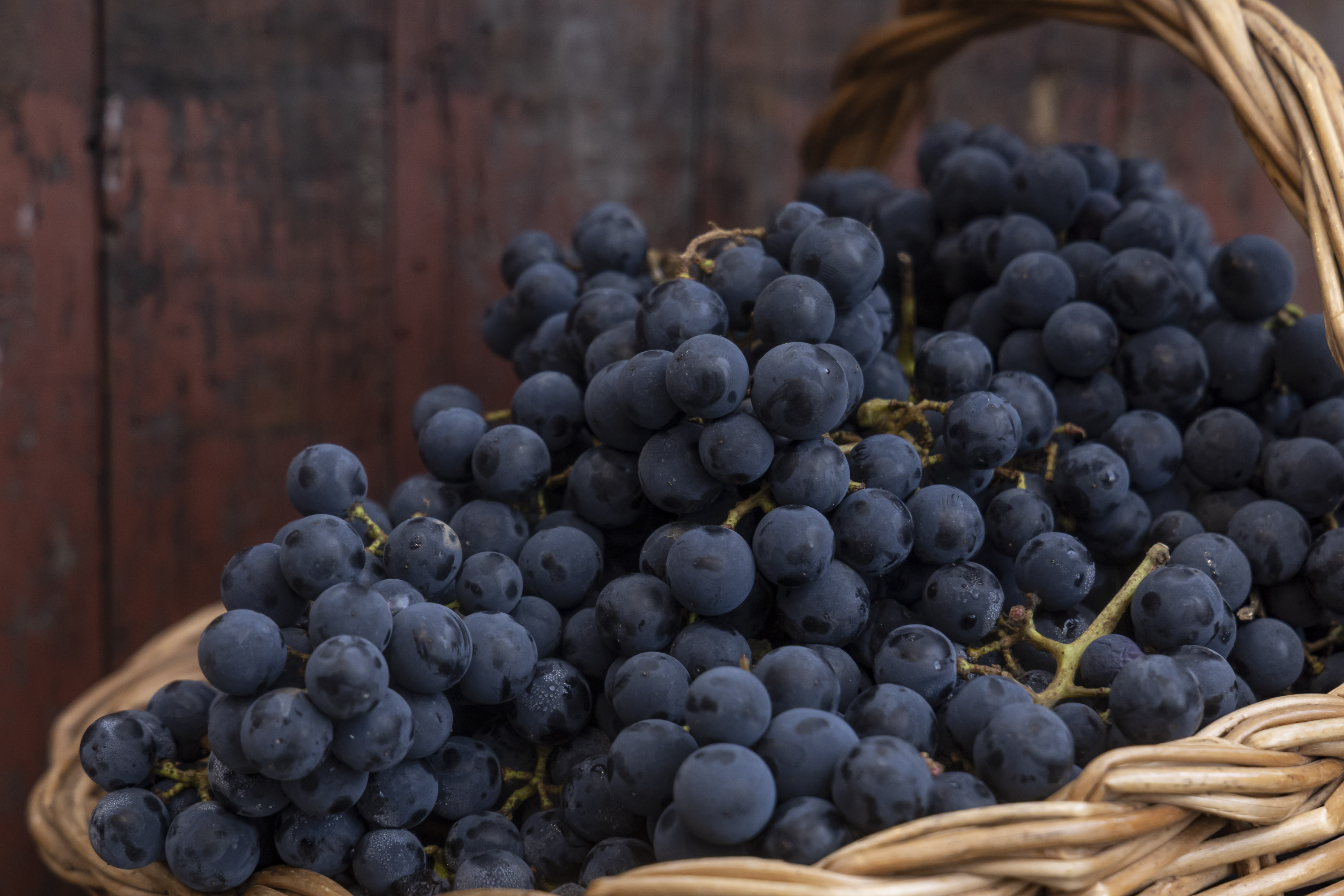 Paraná ganha rota do vinho com 60 propriedades espalhadas pelo estado