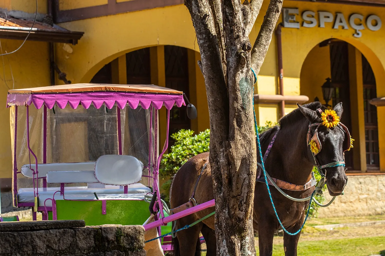 Poços regulamenta fim das charretes e cria transporte turístico com carruagens elétricas