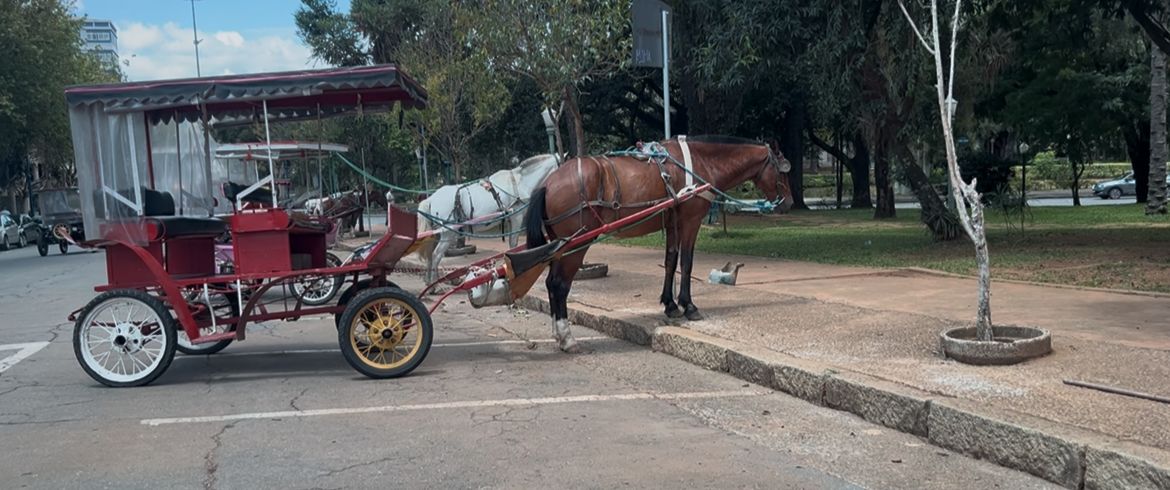 Decreto regulamenta fim das charretes e define transição para carruagens elétricas