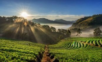 Café do Sul de Minas impulsiona exportações, cresce 41,6% e avança US$ 3 bilhões em 2025