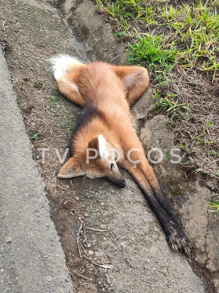 Lobo-guará é encontrado morto na BR-267, próximo à Unifal
