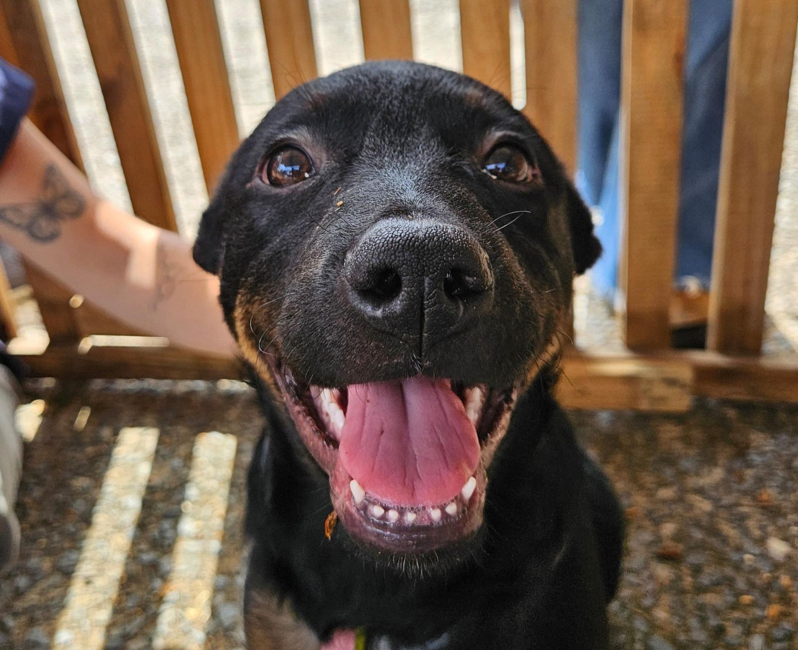 Adoções de cães crescem mais de 100% em Poços de Caldas em 2025