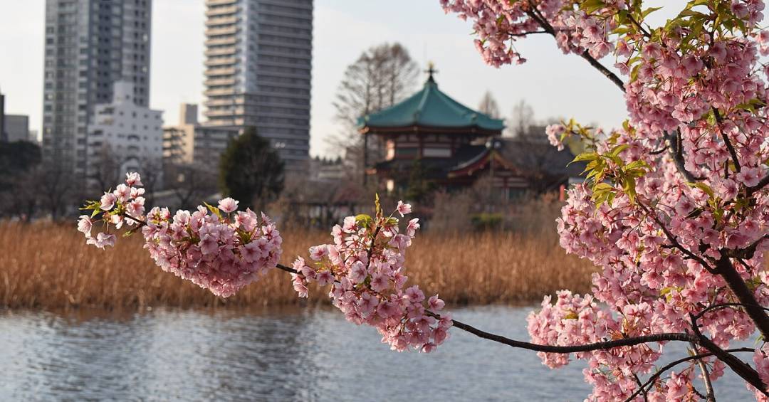 10 parques e jardins imperdíveis em Tóquio