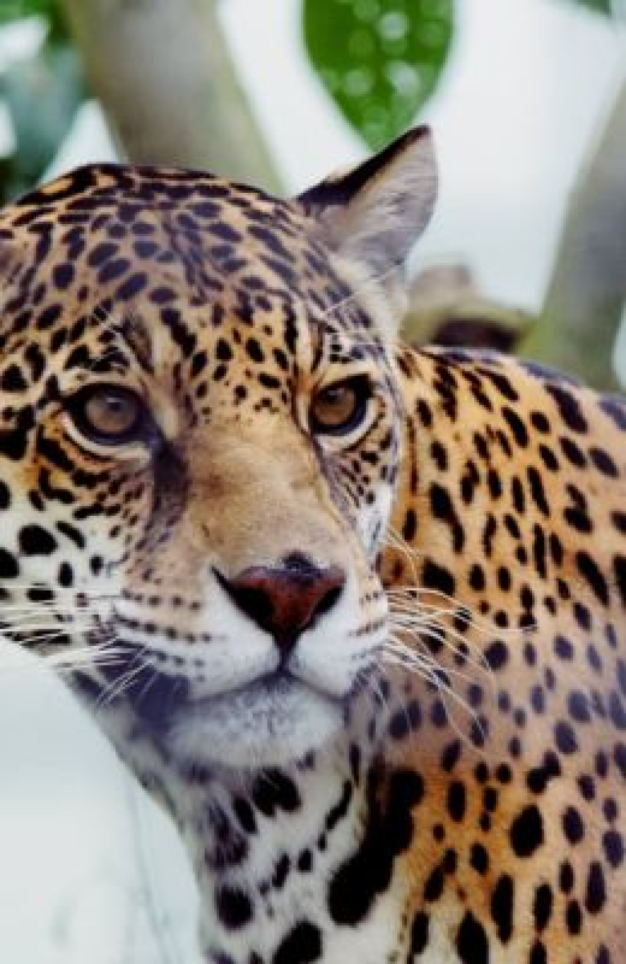 Parque Zoobotânico Municipal Doutor Mário Frota